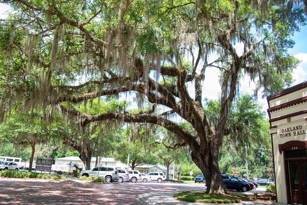 Oak Tree and Town Hall