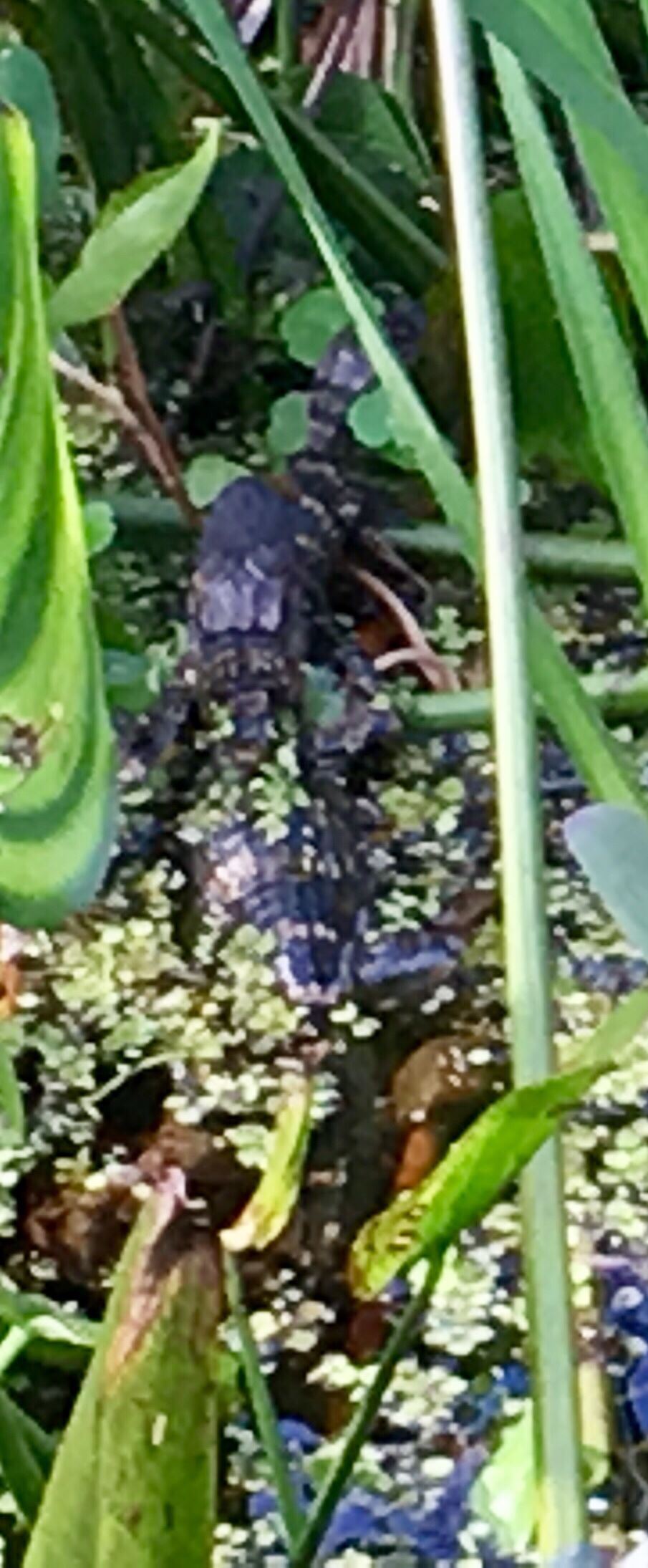 baby alligator