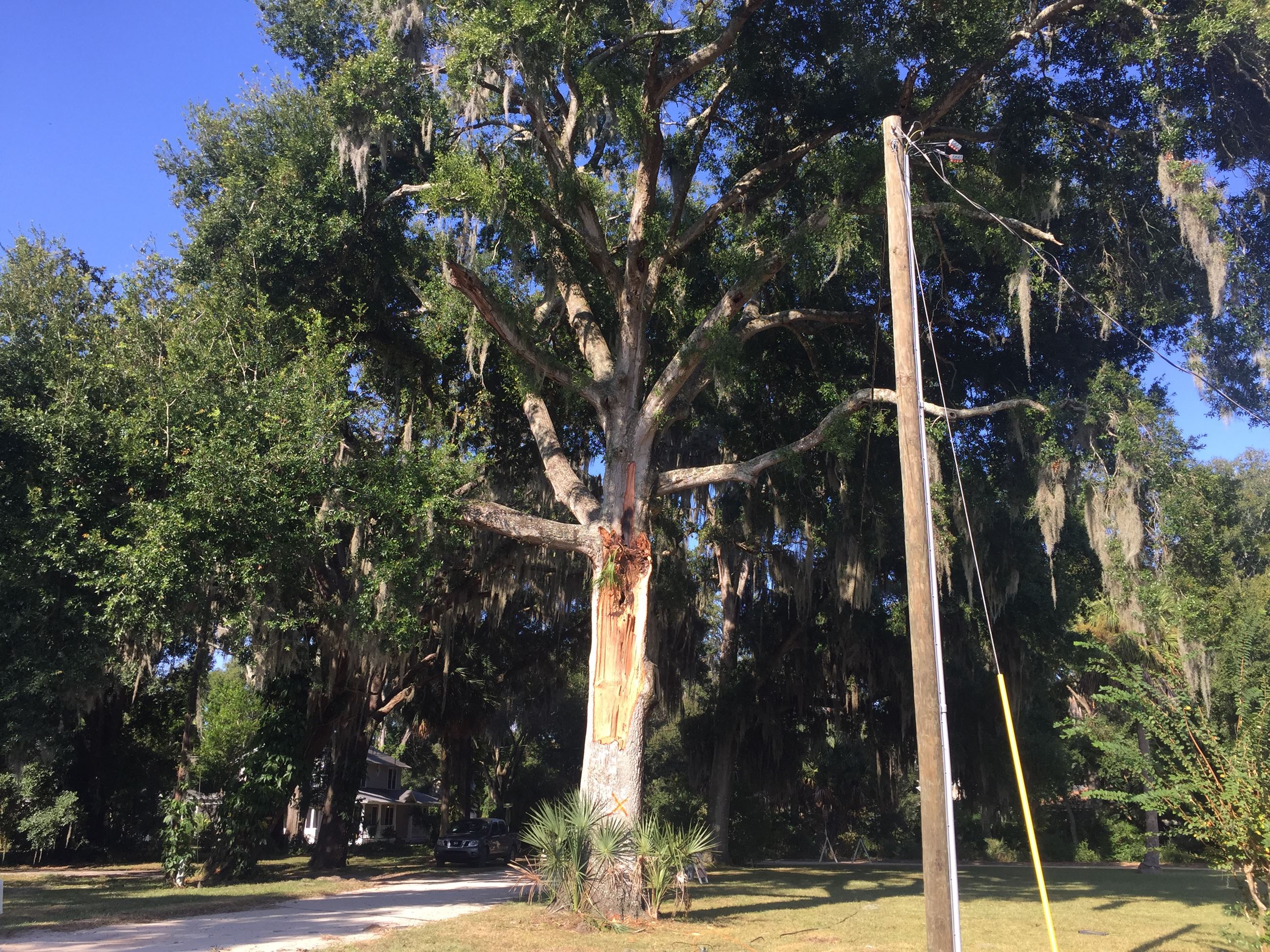 Side view of compromised tree